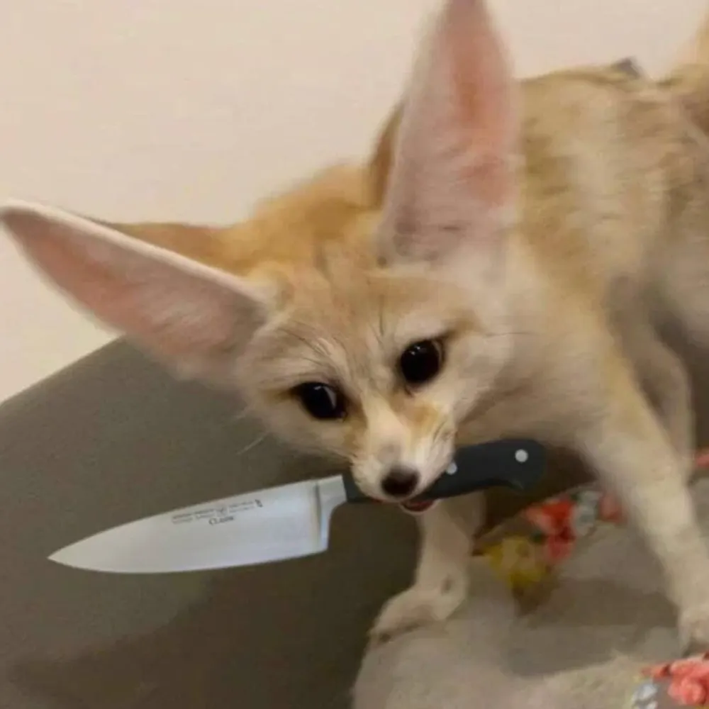 dcmfox.bsky.social's profile picture