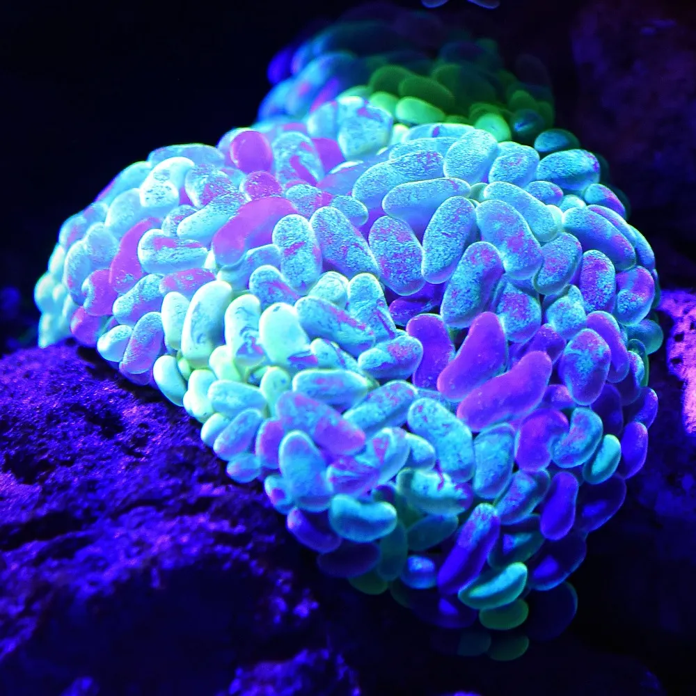 savorypastry.bsky.social's profile picture