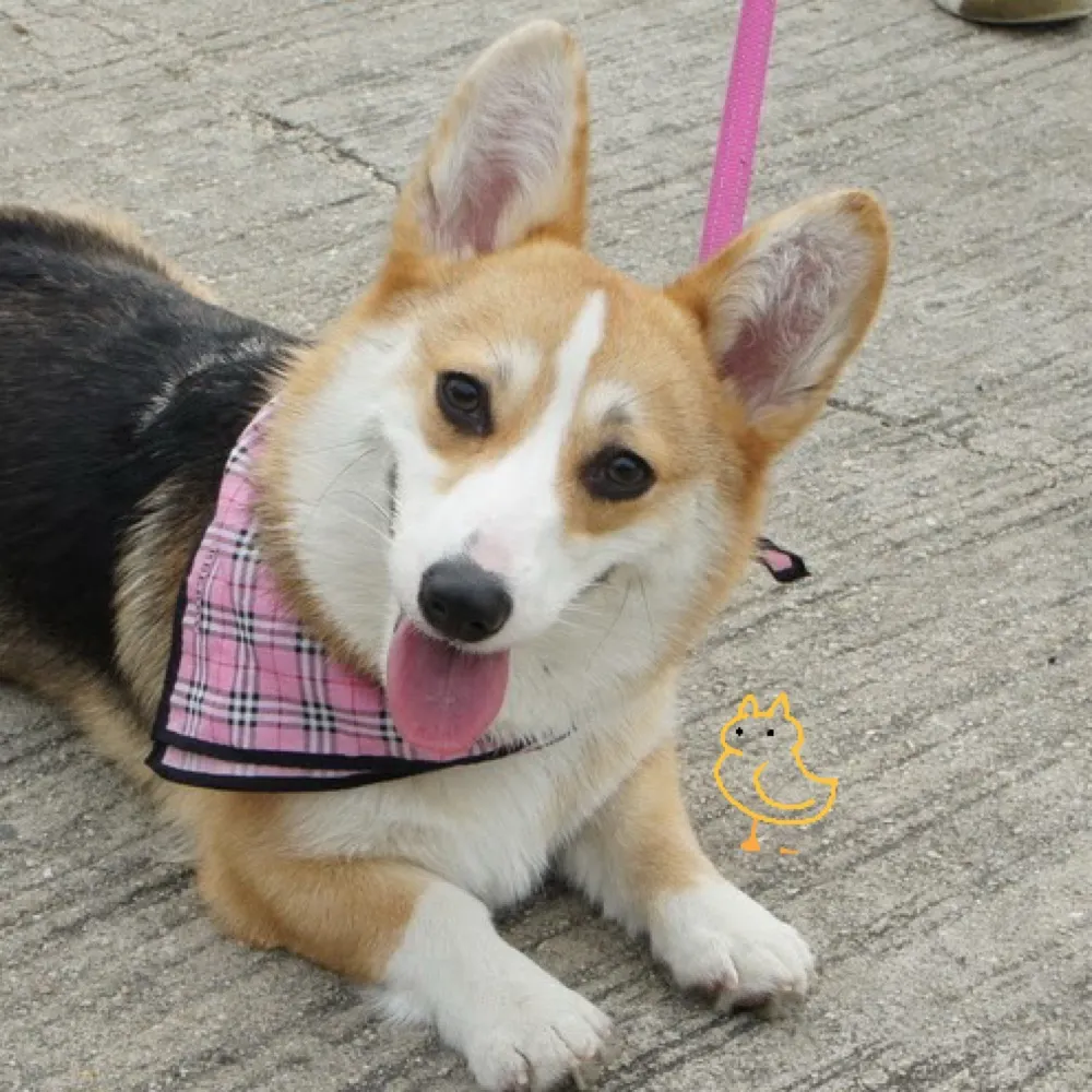 qingxizhai.club's profile picture