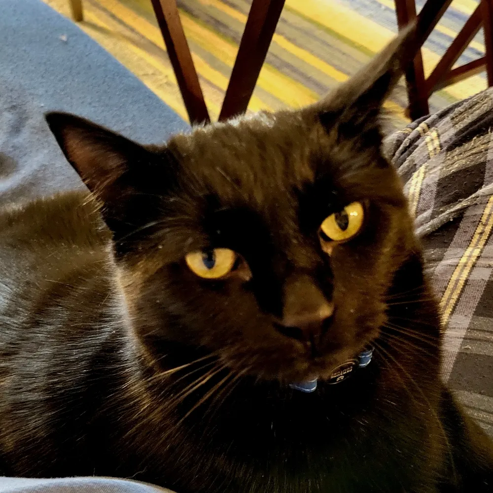 gummomarx.bsky.social's profile picture