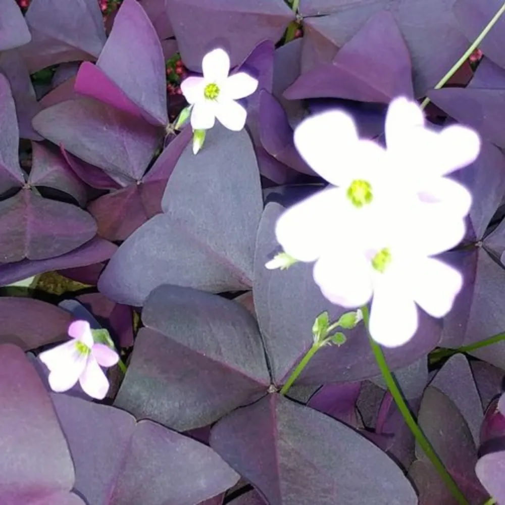 noirpi.bsky.social's profile picture