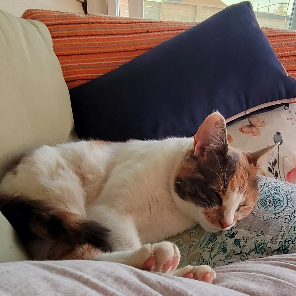 v-ron.bsky.social's profile picture