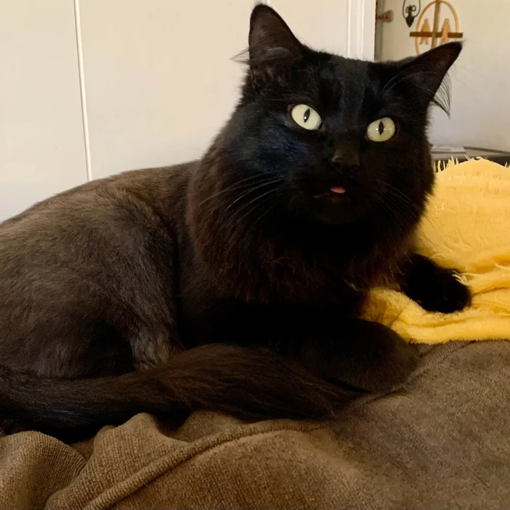 nojustdan.bsky.social's profile picture