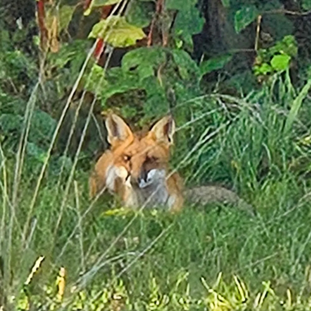 guineys-mom.bsky.social's profile picture