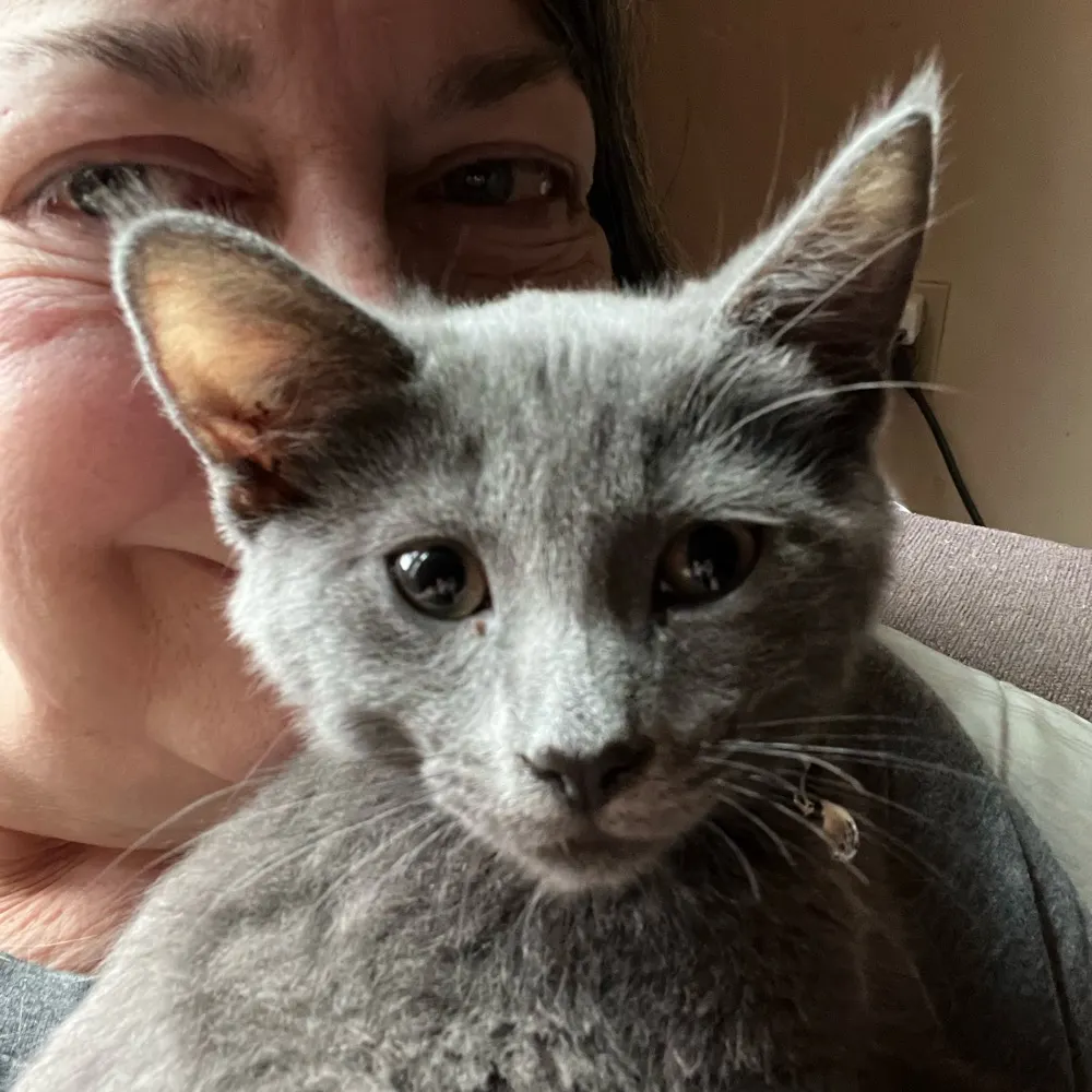 catfrat.bsky.social's profile picture