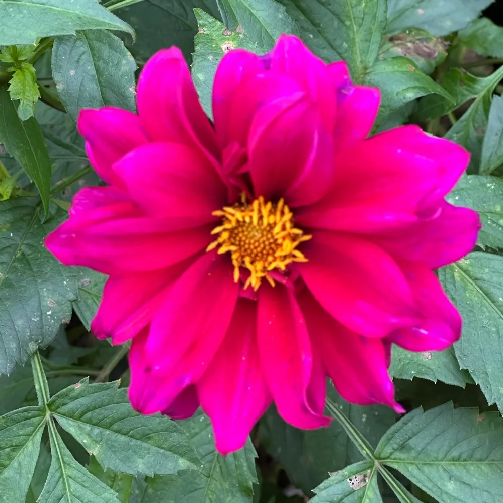 pebblepebbledash.bsky.social's profile picture