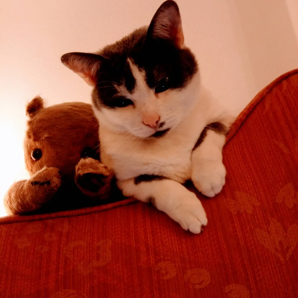 caroline-venezia.bsky.social's profile picture