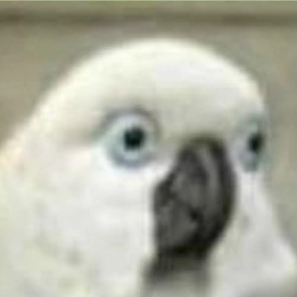 cabbagebuttface.bsky.social's profile picture