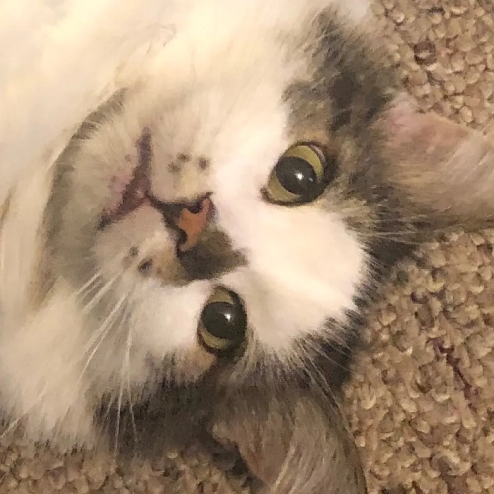 angeltoenail.bsky.social's profile picture