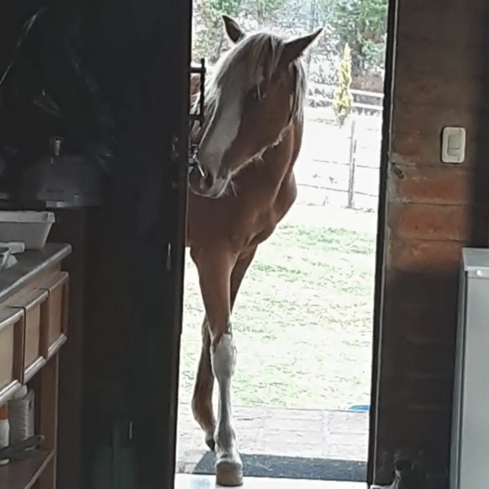 joseyrider.bsky.social's profile picture