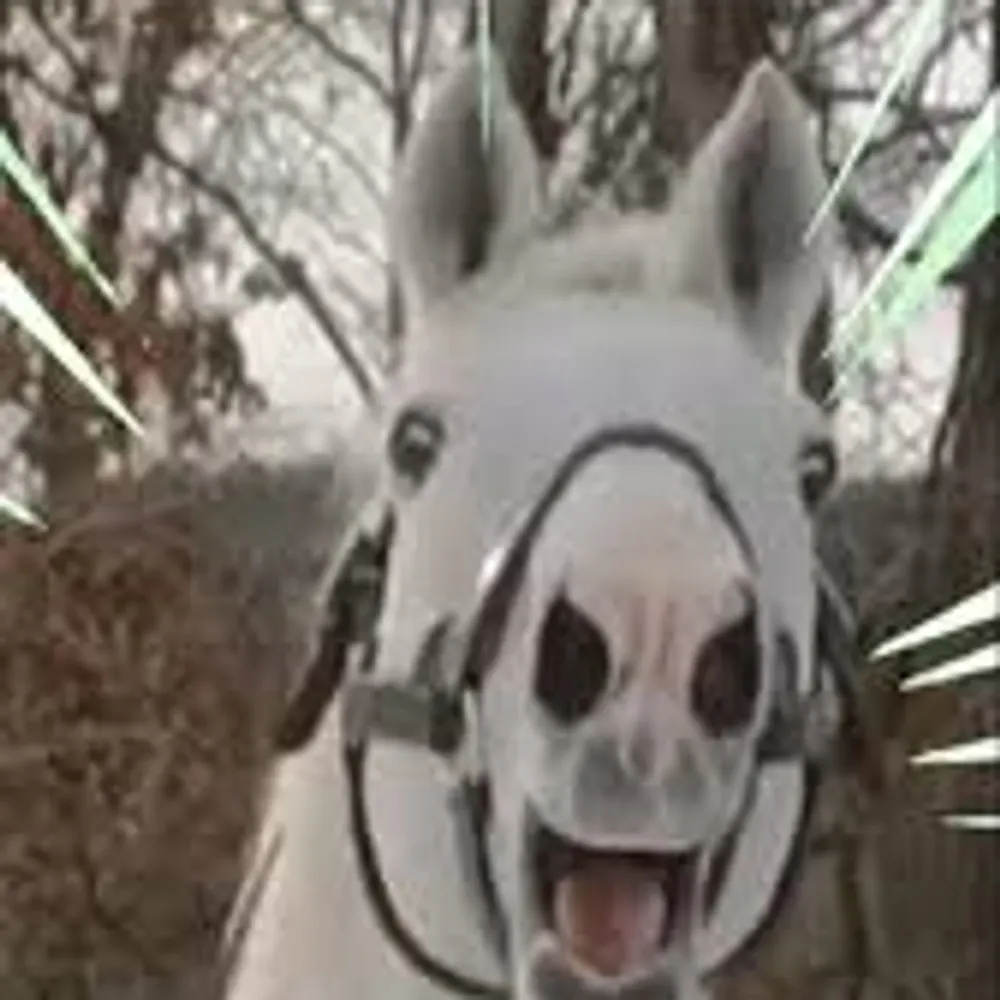 aelkus.bsky.social's profile picture