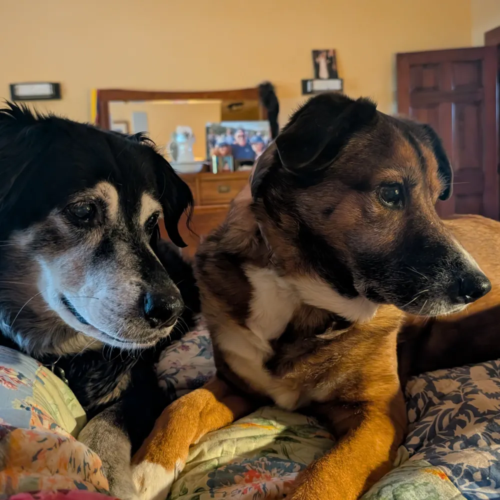 karmageddon.bsky.social's profile picture