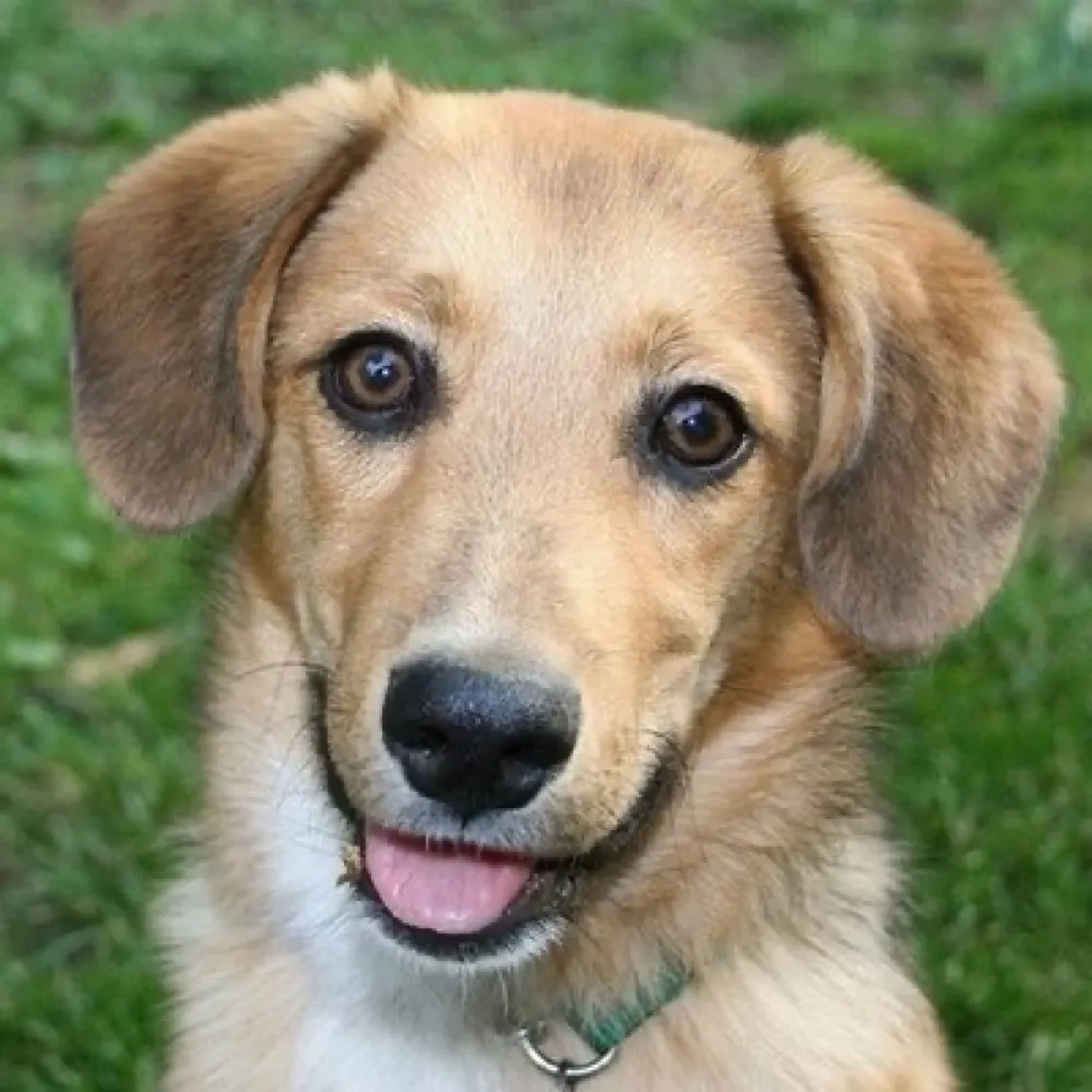 k9rescue.bsky.social's profile picture