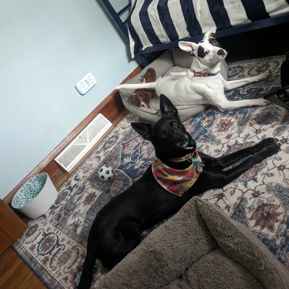 interprelator.bsky.social's profile picture