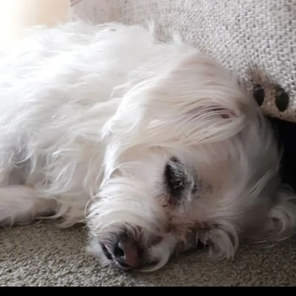 allymae.bsky.social's profile picture