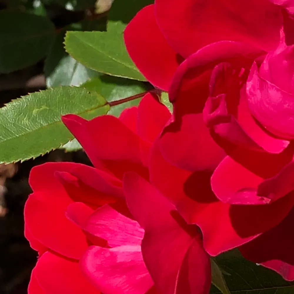 djoyousone.bsky.social's profile picture