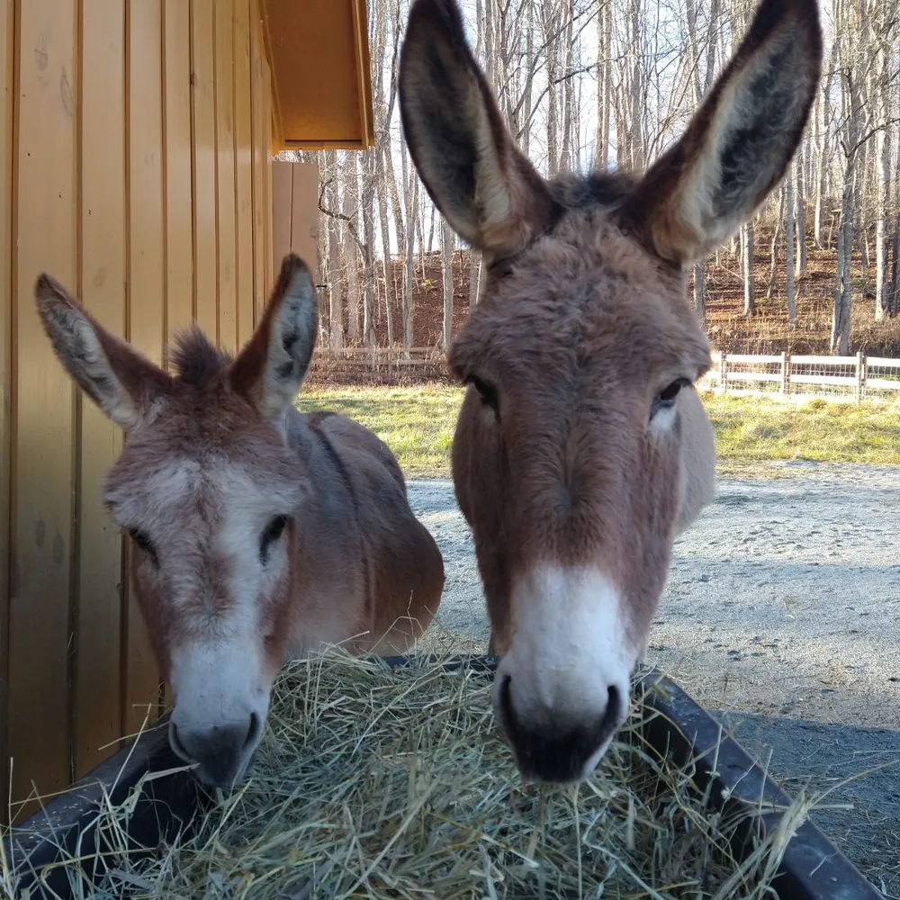 latodavia.bsky.social's profile picture