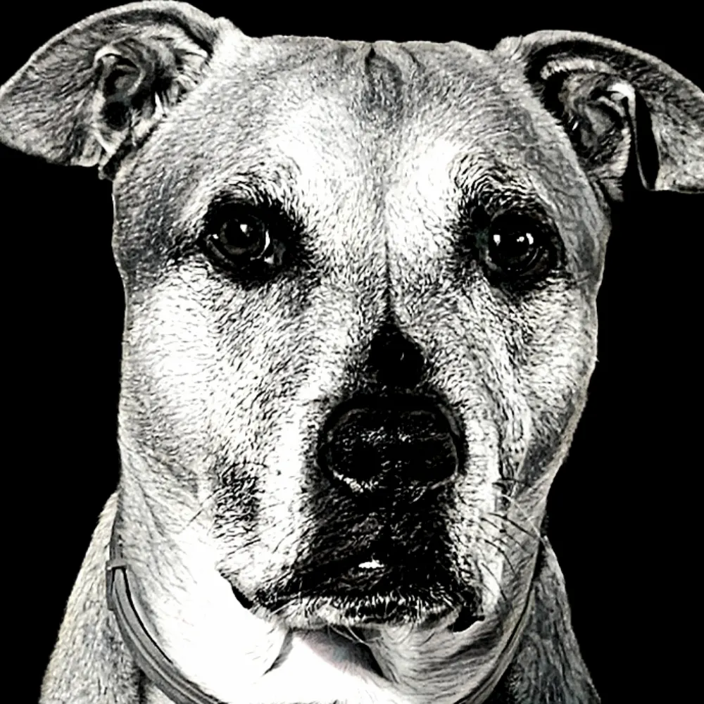 didjitolme.bsky.social's profile picture