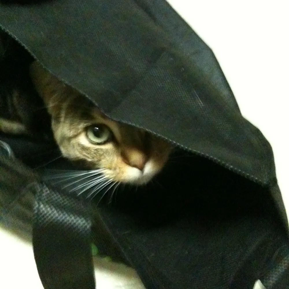 kitkat75.bsky.social's profile picture