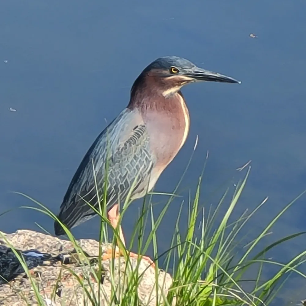 orthogonal-is-me.bsky.social's profile picture