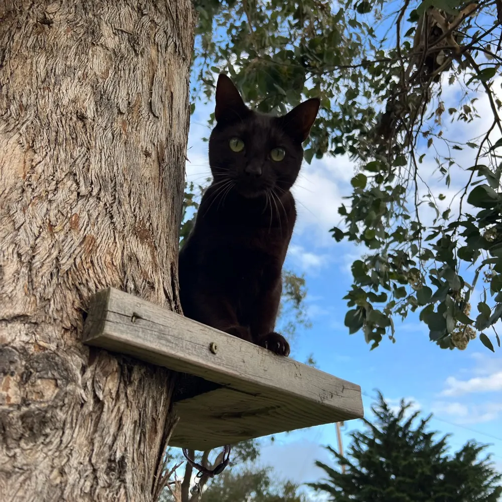 honeywheeler.bsky.social's profile picture