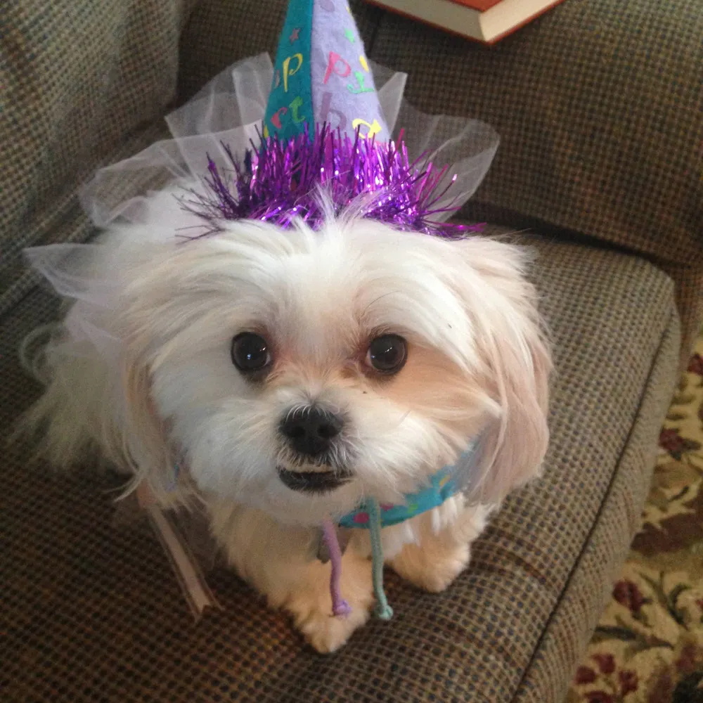 maddogtzu.bsky.social's profile picture