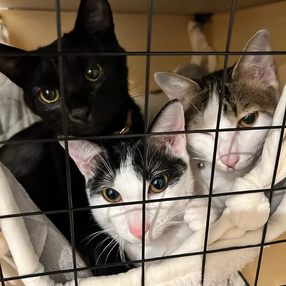 ficohiko.bsky.social's profile picture