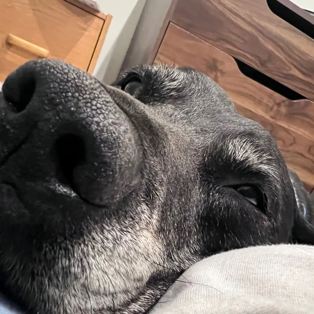 redstate.bsky.social's profile picture