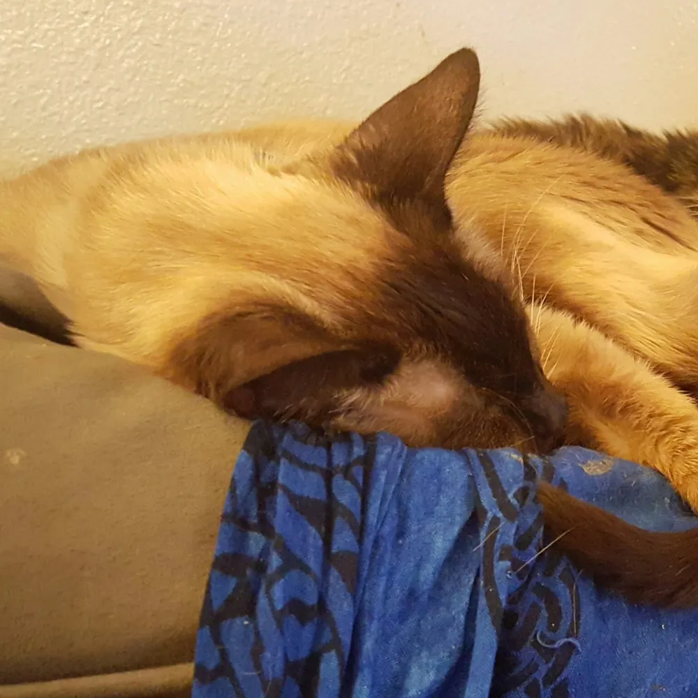 darkmane.bsky.social's profile picture