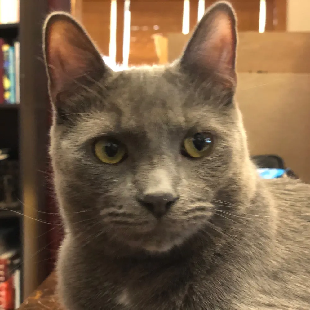 fwordleproblems.bsky.social's profile picture