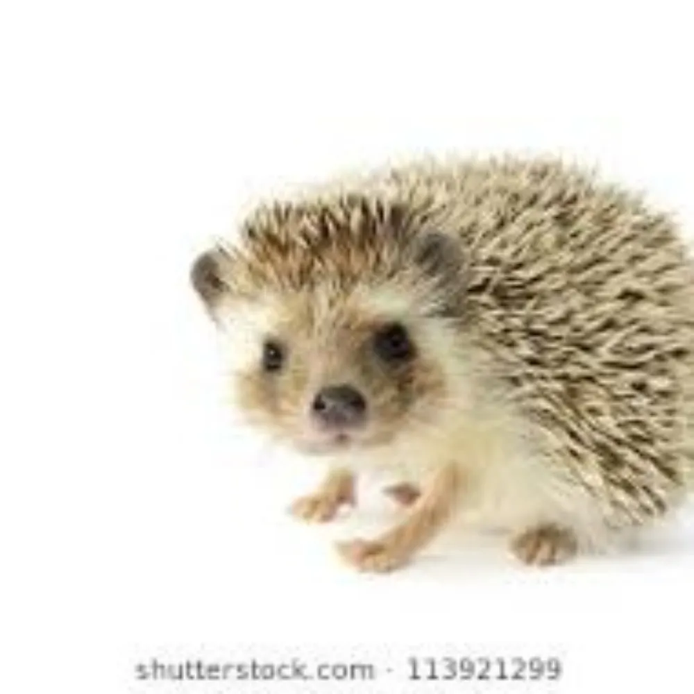 ncirving2.bsky.social's profile picture