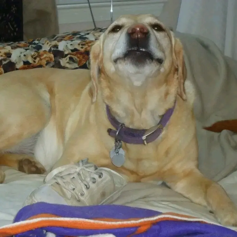 robinseymoq.bsky.social's profile picture