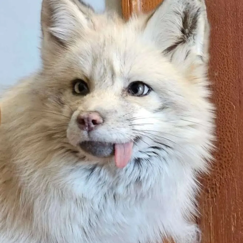 mssfur.bsky.social's profile picture