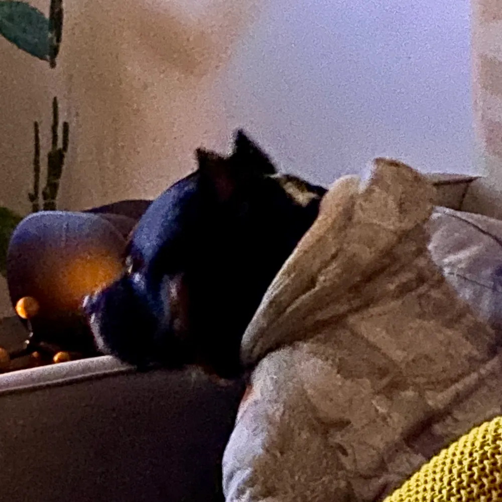 koolaidavoider.bsky.social's profile picture