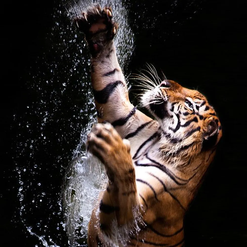 sherekhancept.bsky.social's profile picture