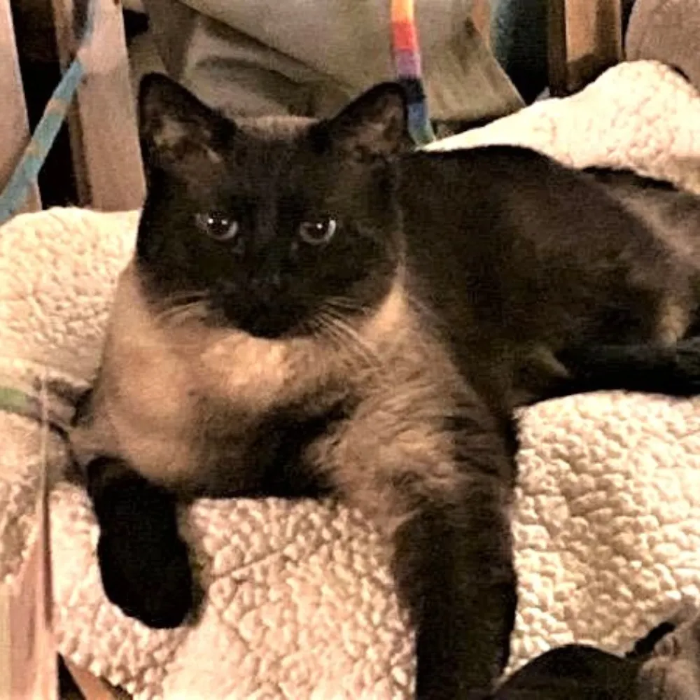 sachikoko.bsky.social's profile picture