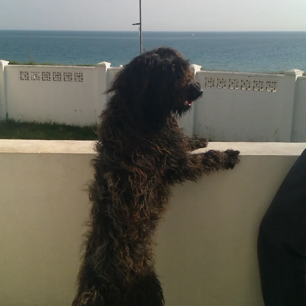 djangoroo.bsky.social's profile picture