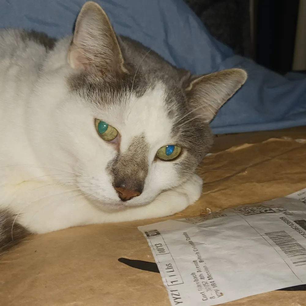 codenbach23.bsky.social's profile picture