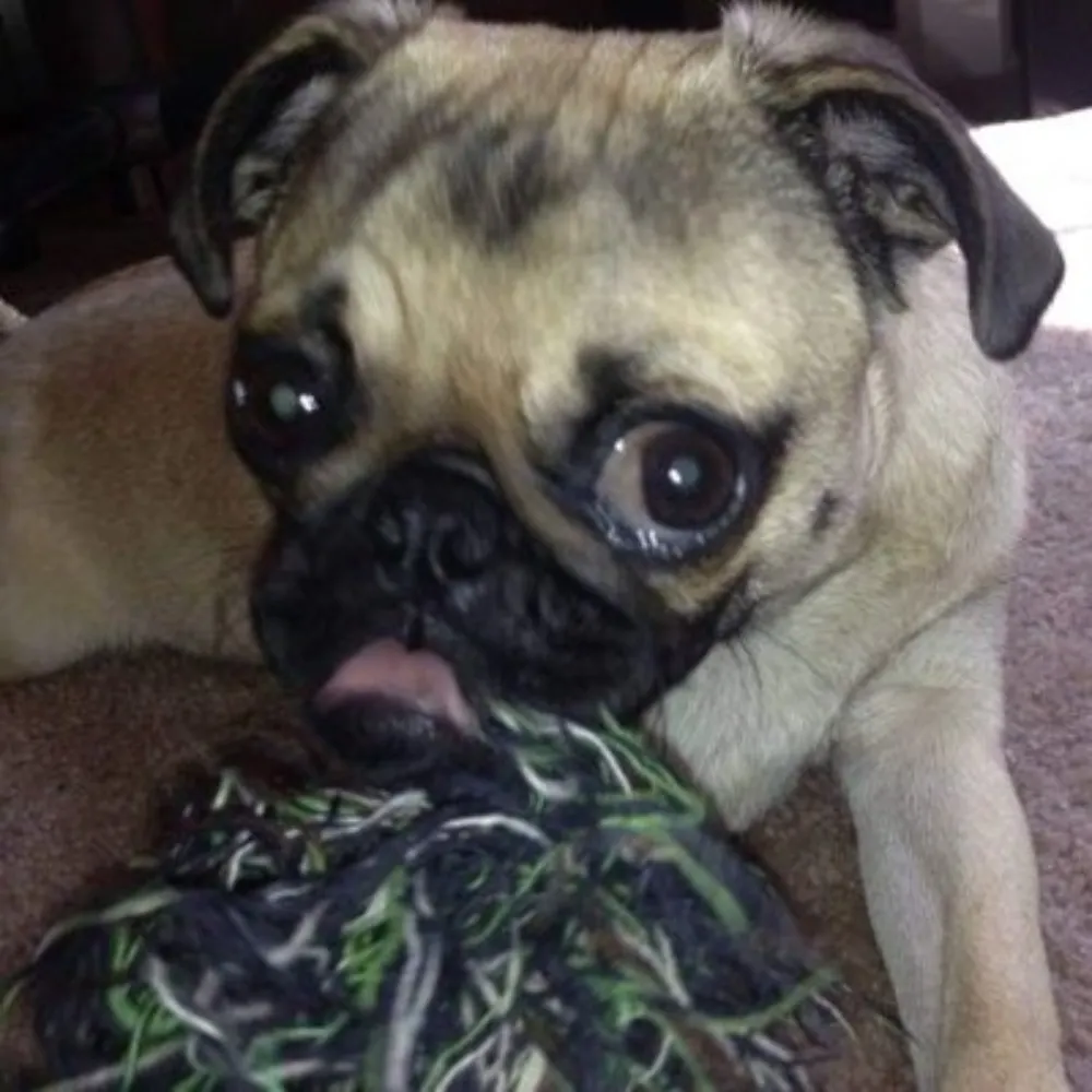 smilingrain.bsky.social's profile picture