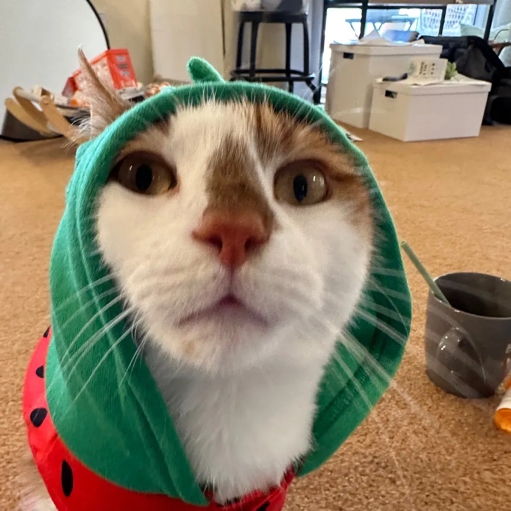 sascrads.bsky.social's profile picture