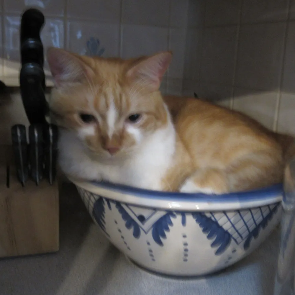 torsade.bsky.social's profile picture