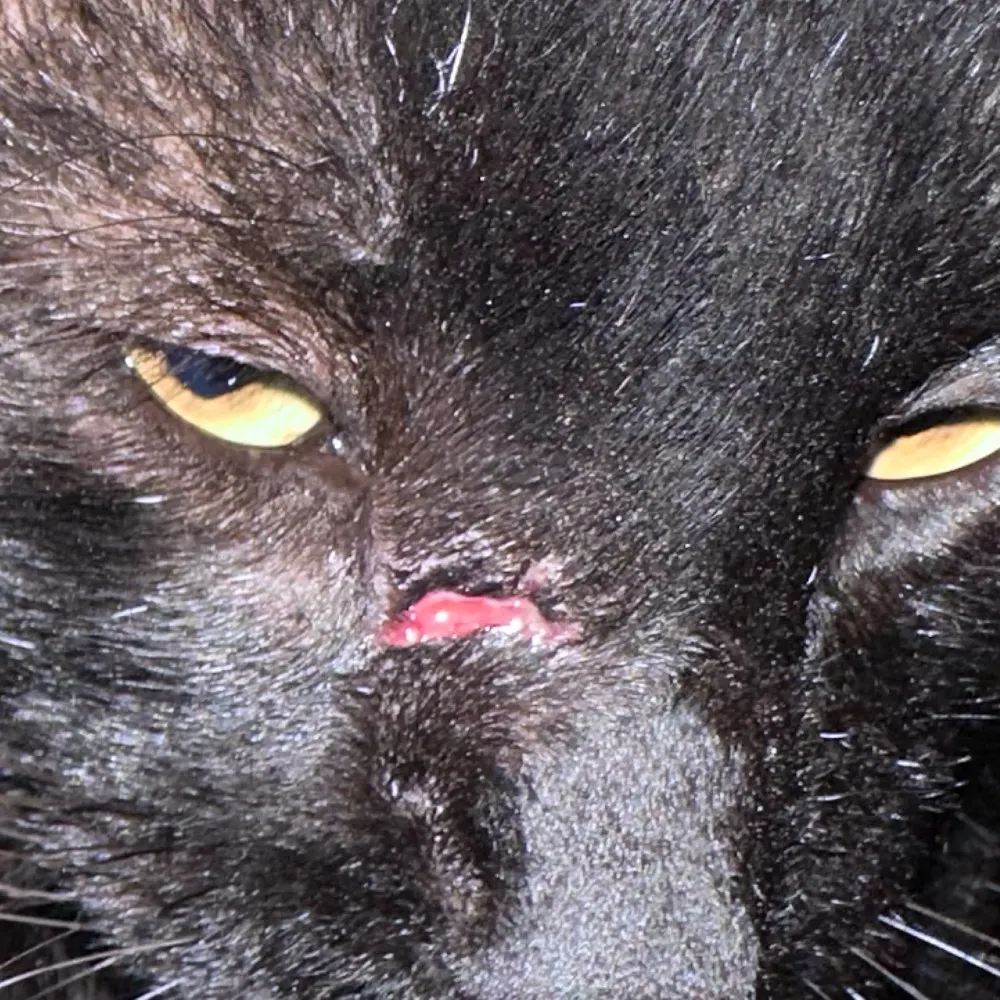 cuquau.bsky.social's profile picture