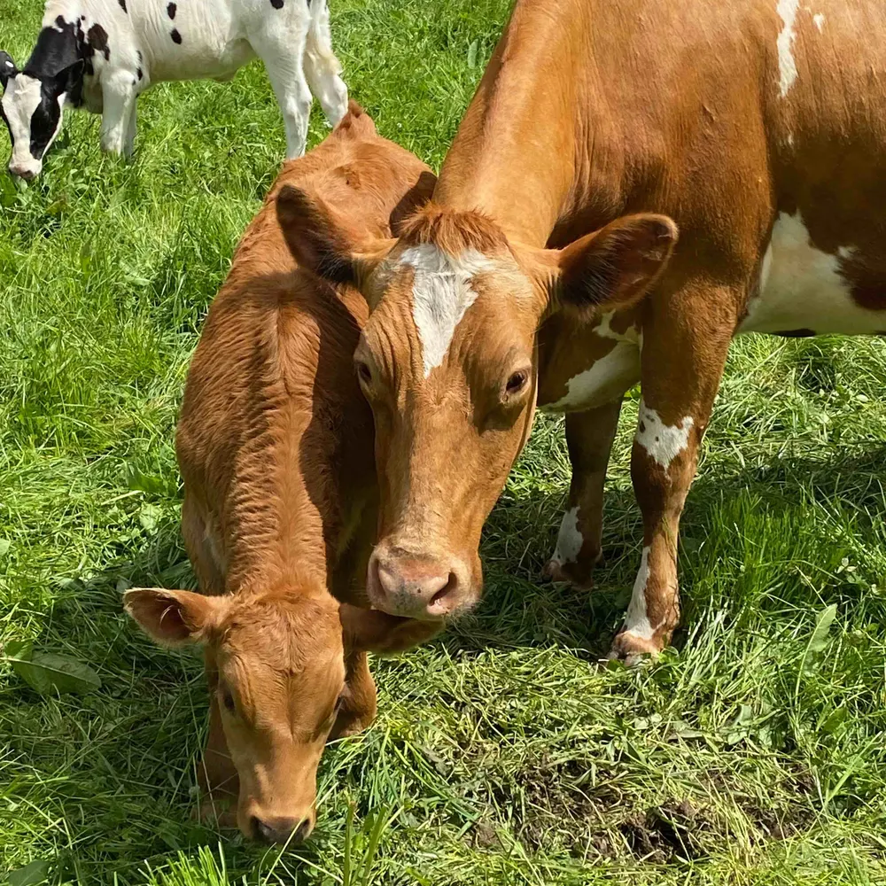 guernseygirl.bsky.social's profile picture