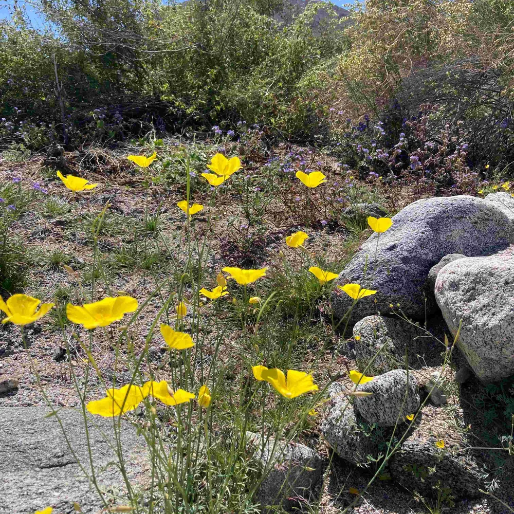 emmaapple.bsky.social's profile picture