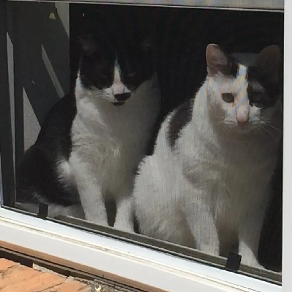 sophygurl.bsky.social's profile picture