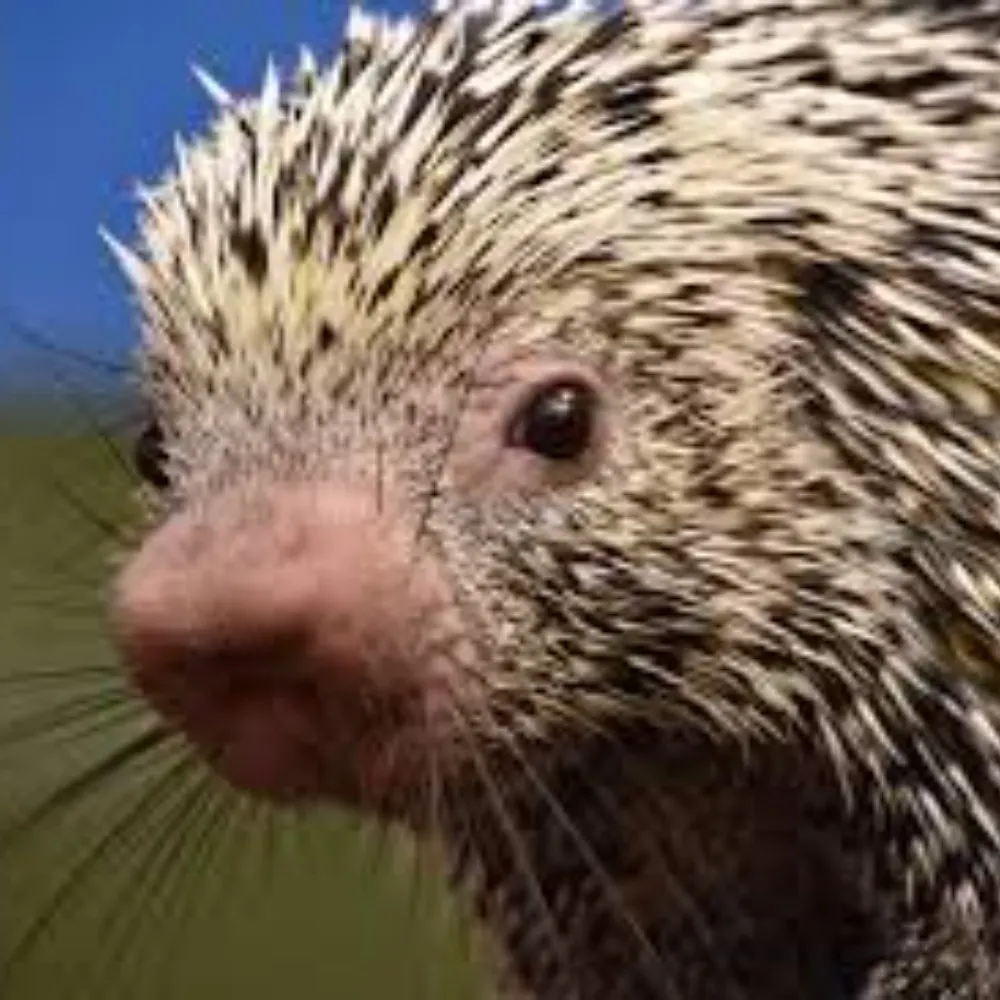 invictahog.bsky.social's profile picture