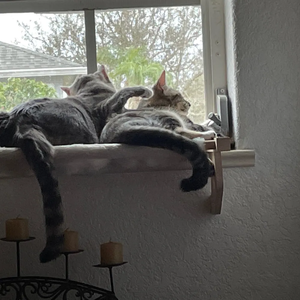 catgurl.bsky.social's profile picture