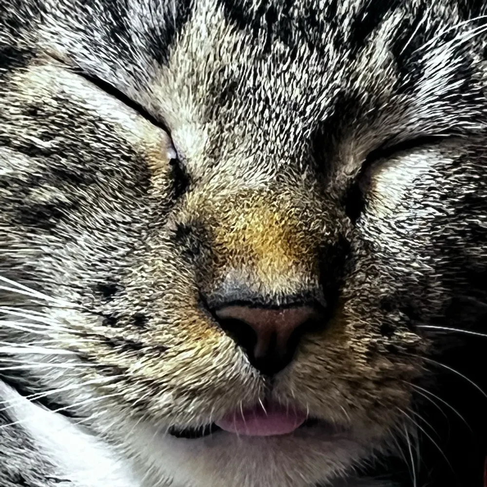 niajo16.bsky.social's profile picture