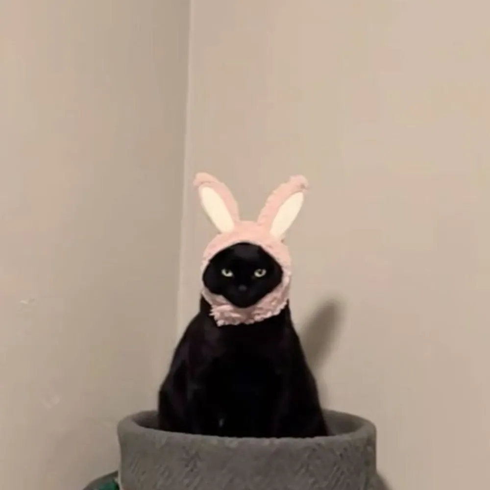 seelyfree.bsky.social's profile picture