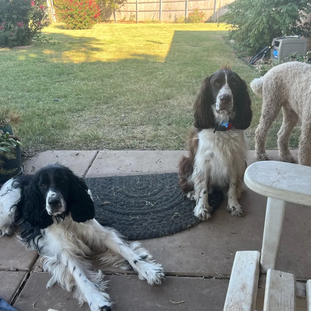 spanymom.bsky.social's profile picture